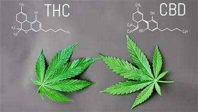 THC ile CBD arasındaki fark nedir?