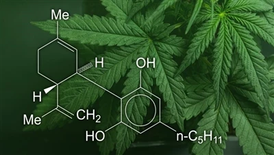 CBD, esrar ve kenevir: Bu kenevir ürünleri arasındaki fark nedir ve hangileri...