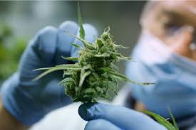 CBD Soğutma Kas Jeli Nasıl Kullanılır