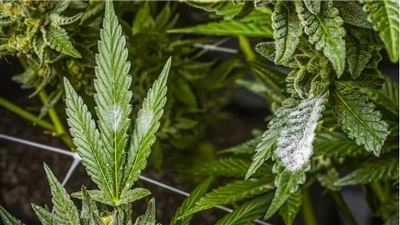 Kaliteli CBD Ürünleri Nasıl Bulunur?