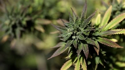 Endokannabinoid Sistem Nedir? (ECS)