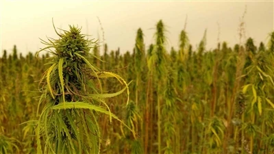 CBD Hakkında Son Dakika Haberi: Kanadalı Esrar Şirketleri ABD Kenevir CBD Paz...