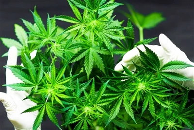 CBD Neden En İyi Doğal Dudak Balsamını Üretir?